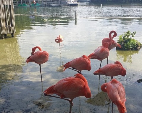 food trucks and flamingos at lion county safari south florida